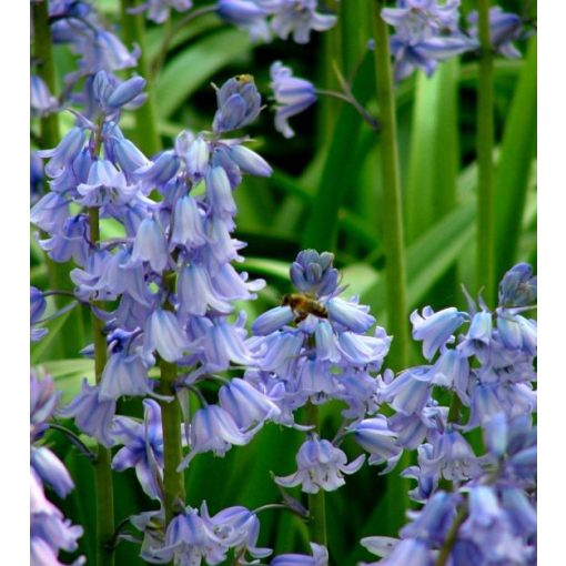 Hyacinthoides hispanica Excelsior - Spanyol kékcsengő