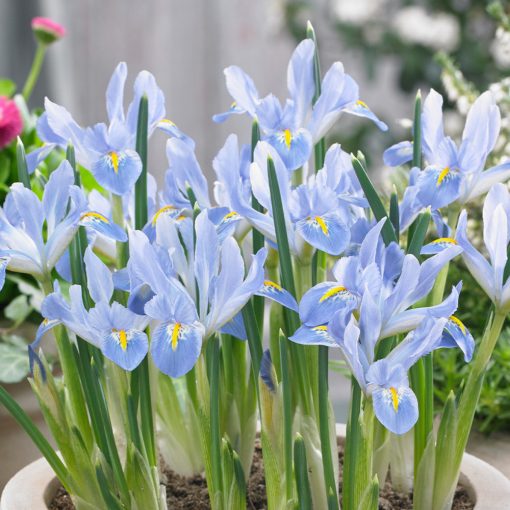 Iris reticulata Blue Planet - Recéshagymájú írisz