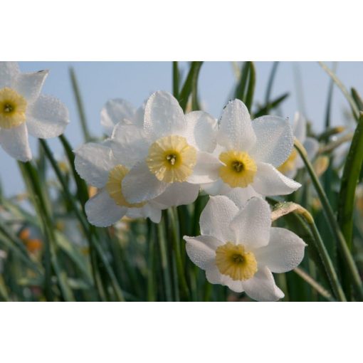 Narcissus Segovia - Nárcisz