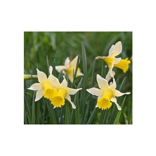 Narcissus pseudo. subsp. Lobularis