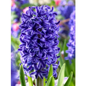 Hyacinthus Blue Jacket - Jácint