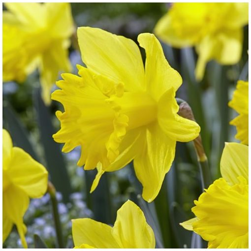 Narcissus Golden Harvest - Nárcisz