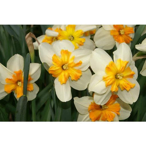 Narcissus Parisienne - Nárcisz