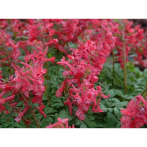 Corydalis solida G.P. Baker - Keltike