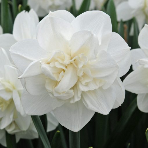 Narcissus Androcles - Nárcisz