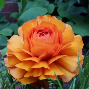 Ranunculus asiaticus Elegance Clementine - Ázsiai boglárka