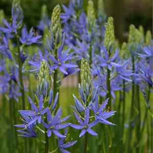 Camassia leichtlinii Blue Donau - Prérigyertya