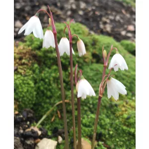 Acis autumnalis - Őszi tőzike