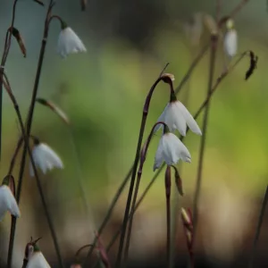 Acis autumnalis oporanthus dispathaceus - Őszi tőzike