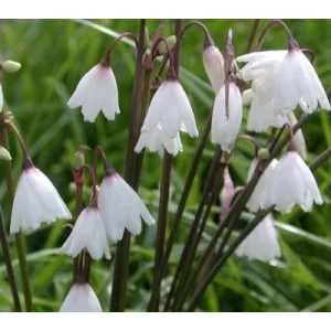Acis autumnalis pulchella - Őszi tőzike