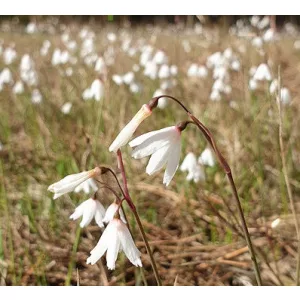 Acis autumnalis Roche - Őszi tőzike