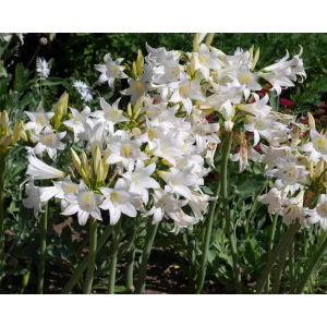 Amaryllis belladonna Alba - Hölgyliliom