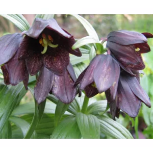 Fritillaria camschatcensis