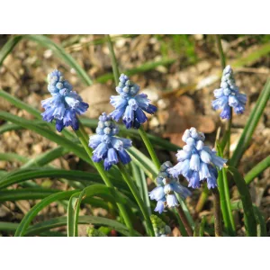 Muscari chalusicum - Fürtös gyöngyike