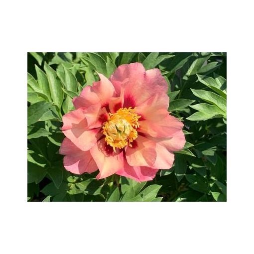 Paeonia itoh Old Rose Dandy - Félfás bazsarózsa (2/3)