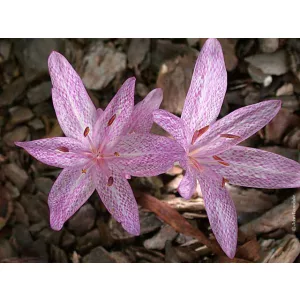 Colchium agrippinum - Őszi kikerics