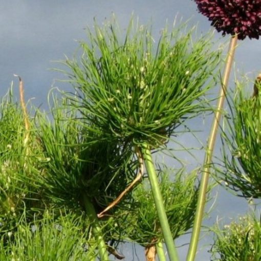 Allium Catweazle - Díszhagyma