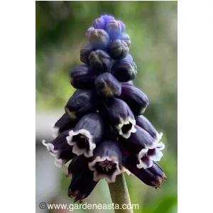 Muscari anatolicum Giant Form - Fürtös gyöngyike
