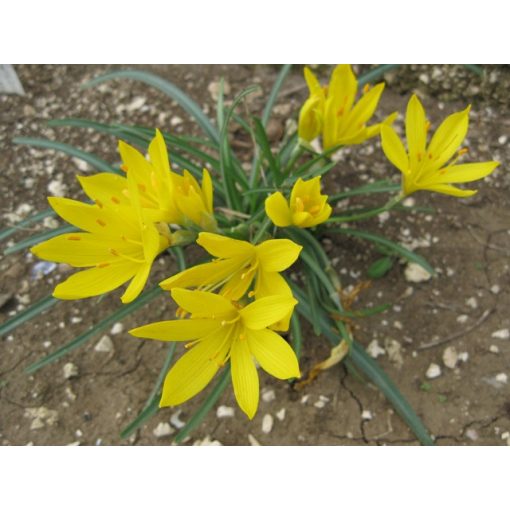 Sternbergia greuteriana - Őszi vetővirág