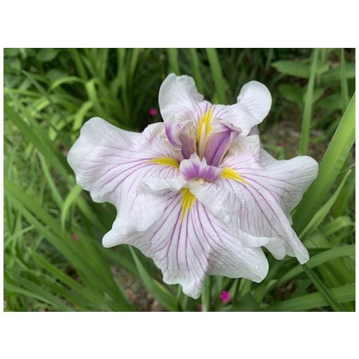 Iris ensata Greywoods Catrina - Japán nőszirom