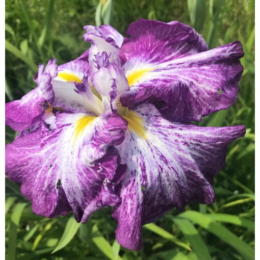 Iris ensata Harlequinesque - Japán nőszirom