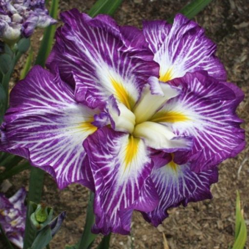 Iris ensata Persephone - Japán nőszirom