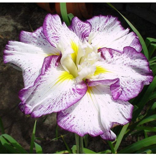 Iris ensata Stipples Ripples - Japán nőszirom