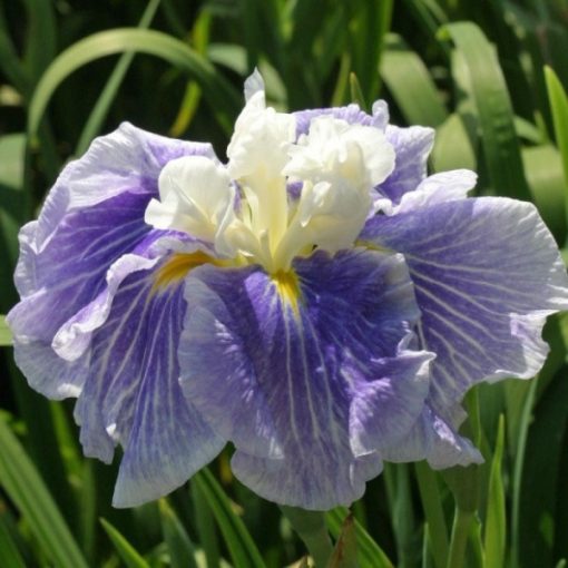 Iris ensata Sugar Dome - Japán nőszirom