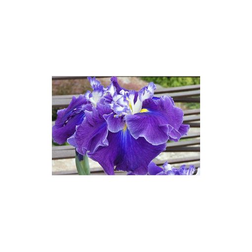 Iris ensata Frosted Intrique - Japán nőszirom
