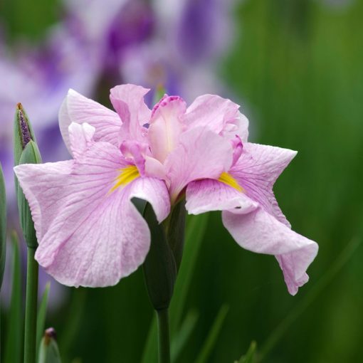 Iris ensata Tub Tim Grob - Japán nőszirom