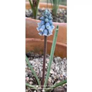 Muscari coeruleum - Fürtös gyöngyike