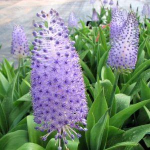 Scilla madeirensis - Csillagvirág