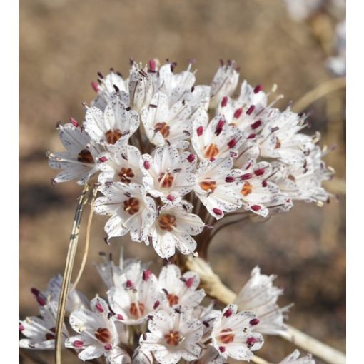 Allium callimischon haemostictum - Díszhagyma