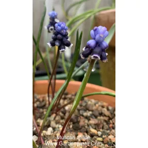 Muscari atillae - Fürtös gyöngyike