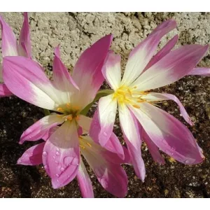 Colchium haussknechtii - Kikerics