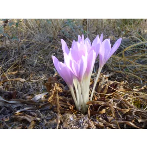 Colchium haynaldii - Kikerics