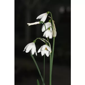 Acis tingitana - Őszi tőzike