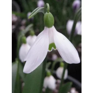 Galanthus allenii - Hóvirág