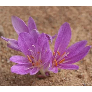 Colchium chalcedonicum punctatum - Kikerics