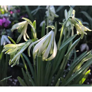 Galanthus Alburgh Claw - Hóvirág