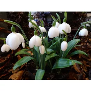 Galanthus E.A. Bowles - Hóvirág