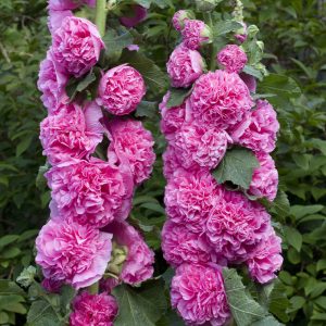 Alcea rosea Double Pink (I.) - Mályvarózsa