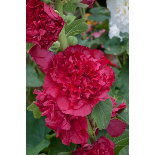 Alcea rosea Double Red (I.) - Mályvarózsa