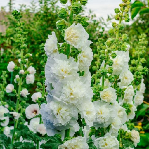 Alcea rosea Double White (I.) - Mályvarózsa