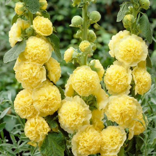 Alcea rosea Double Yellow (I.) - Mályvarózsa