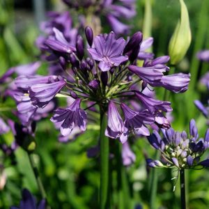 Agapanthus Poppin Purple (I.) - Szerelemvirág