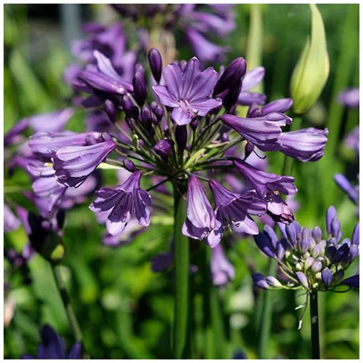 Agapanthus Poppin Purple (I.) - Szerelemvirág