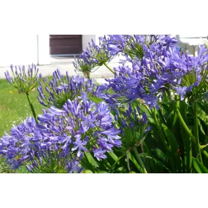 Agapanthus umbellatus - Szerelemvirág