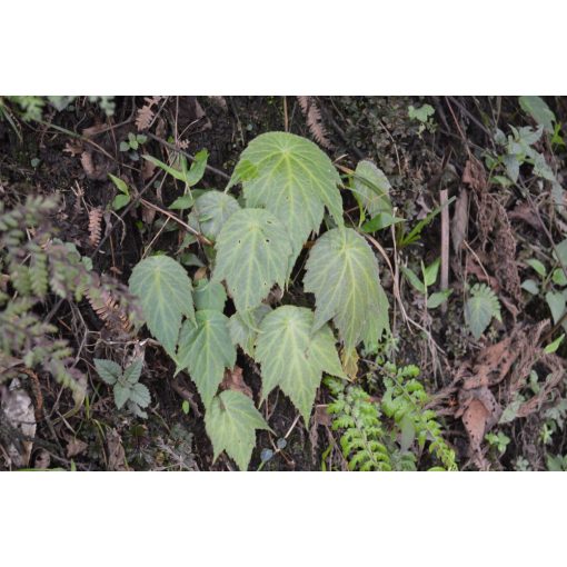Begonia josephii (I.) - Begónia