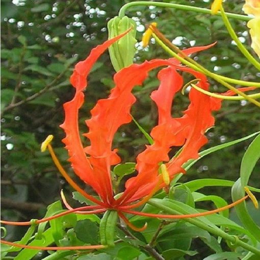 Gloriosa plantii (10/+) - Koronásliliom